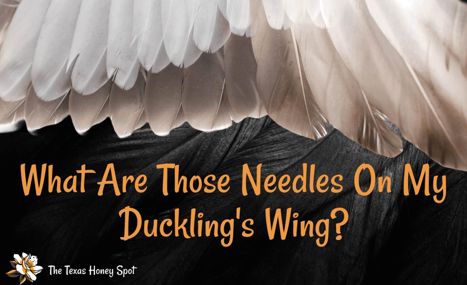 What Are The Needles on My Duckling's Wings? Learning About New Feather Shafts
